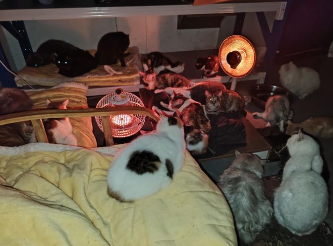 上刷到一只奇形怪状的蓝猫结果真相是…pg电子免费模拟器游戏太造孽了！网(图4)