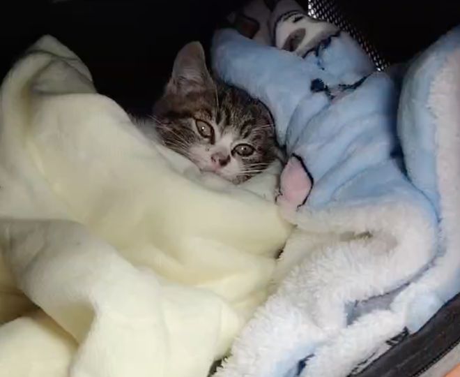 上刷到一只奇形怪状的蓝猫结果真相是…pg电子免费模拟器游戏太造孽了！网(图7)