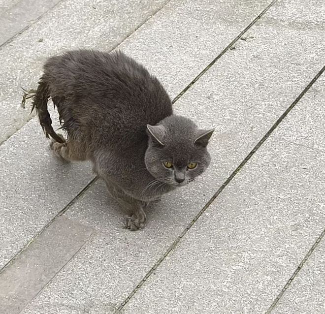 上刷到一只奇形怪状的蓝猫结果真相是…pg电子免费模拟器游戏太造孽了！网(图9)