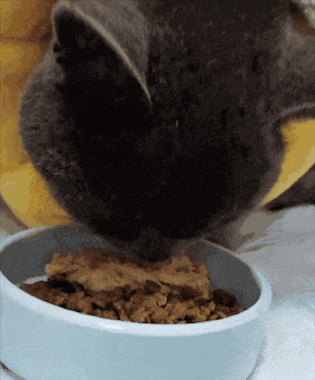 上刷到一只奇形怪状的蓝猫结果真相是…pg电子免费模拟器游戏太造孽了！网(图10)