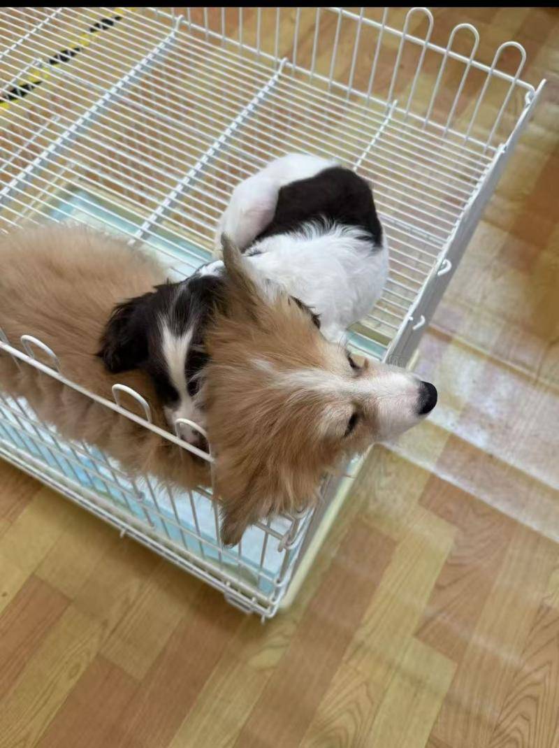 100亿大关 90后是养宠主力军｜数据看板pg电子入口2025年宠物消费市场规模破3(图1)