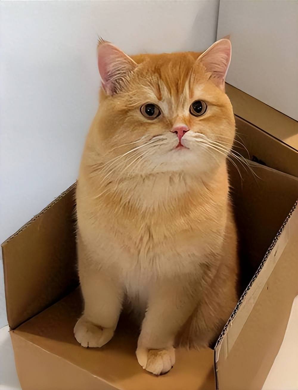 猫零食推荐有哪些牌子好？pg电子试玩网站免费老年(图4)