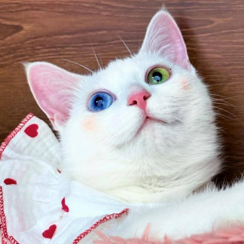 猫零食推荐有哪些牌子好？pg电子试玩网站免费老年(图7)