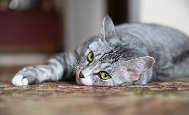 养久”了不能送人原因很真实！pg电子首页老人说：猫咪“(图2)