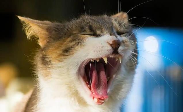 养久”了不能送人原因很真实！pg电子首页老人说：猫咪“(图7)