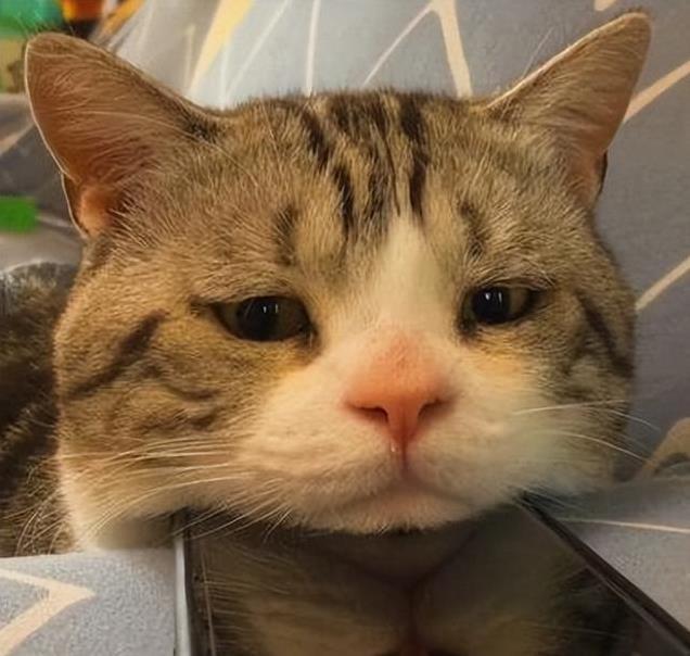 养久”了不能送人原因很真实！pg电子首页老人说：猫咪“(图8)