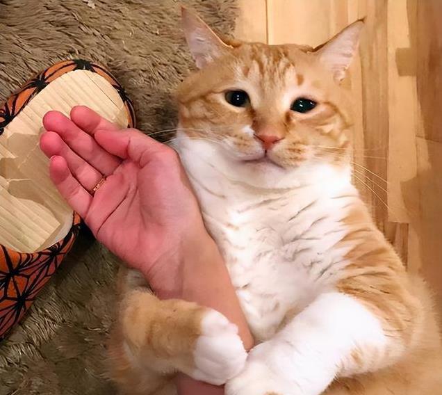 养久”了不能送人原因很真实！pg电子首页老人说：猫咪“(图10)